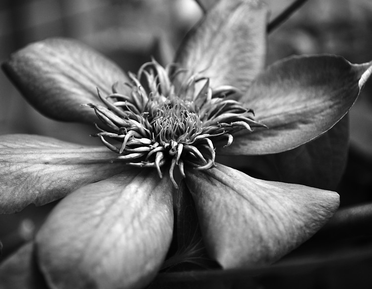 Clematis, Black and White Macro Photo