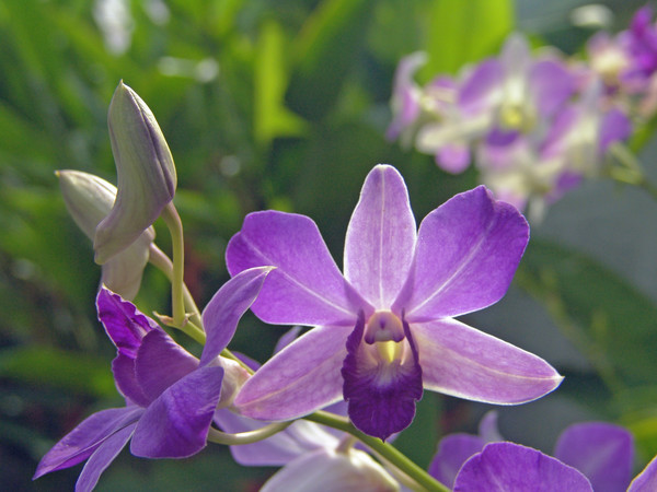 Closeup Orchid