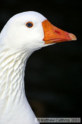 Goose