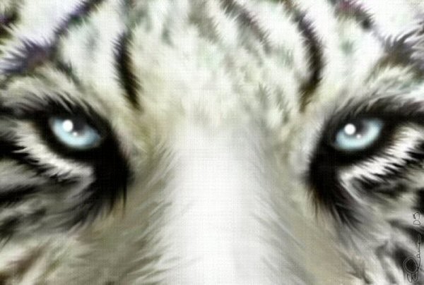 White Tiger Eyes
