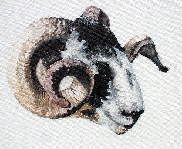 Sheephead in Watercolour
