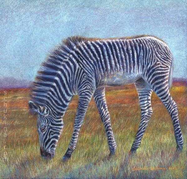 Zebra Foal ...