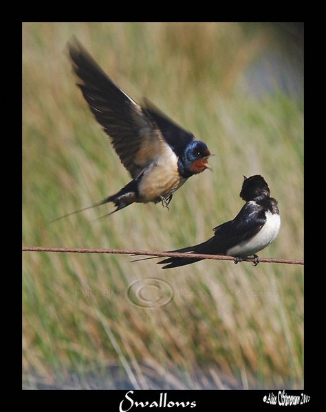 Swallows Mind out the Way Comming In