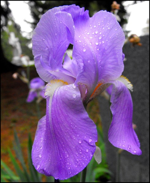 Light Purple Iris