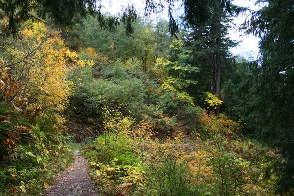 We're Back on the Carbon River Trail