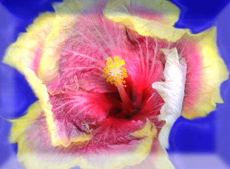 Yellow and pink hibiscus with The blues Bad
