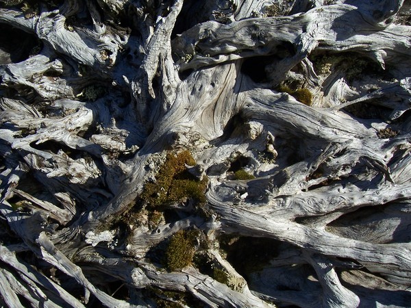 Moss on a Root