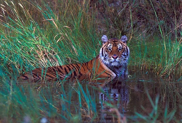 Siberian Tiger by Jim Crotty 3h04
