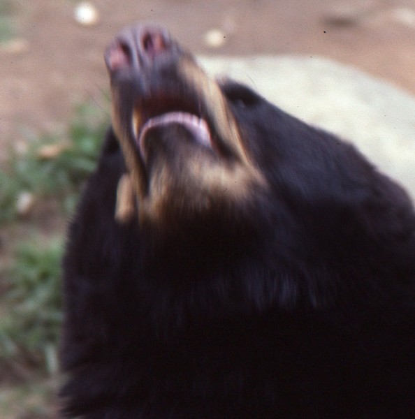 Big Bad, American Black Bear 