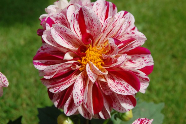 candy stripe dahlia