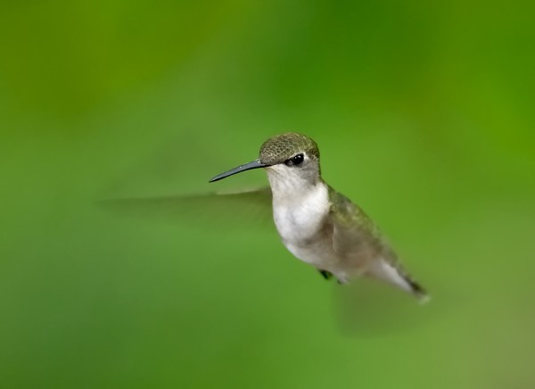Ruby-throated hummingbird II