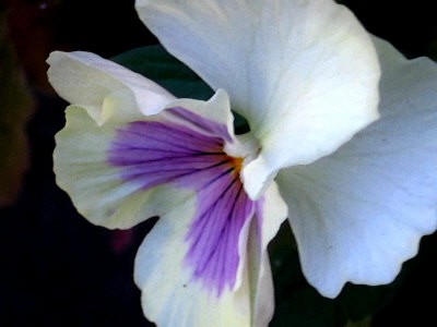 Water Color Effect White Pansy