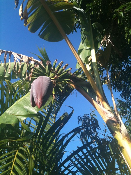 My banana tree...