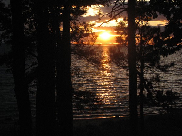 Sunset between the trees