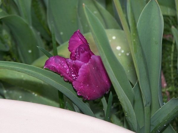 At the bird bath after a rainstorm