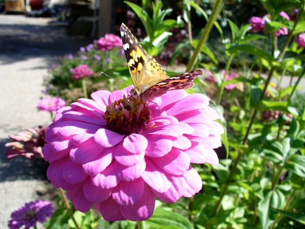 Butterfly- Pink Flower
