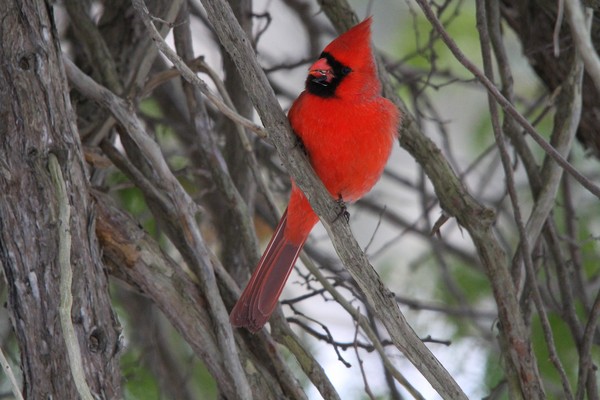 Male Cardinal