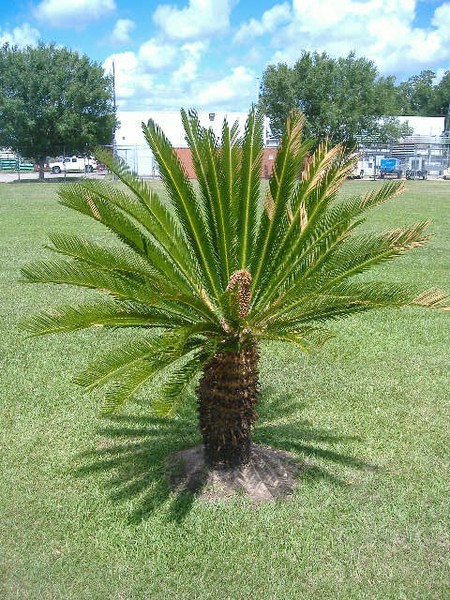 A Young Palm Tree