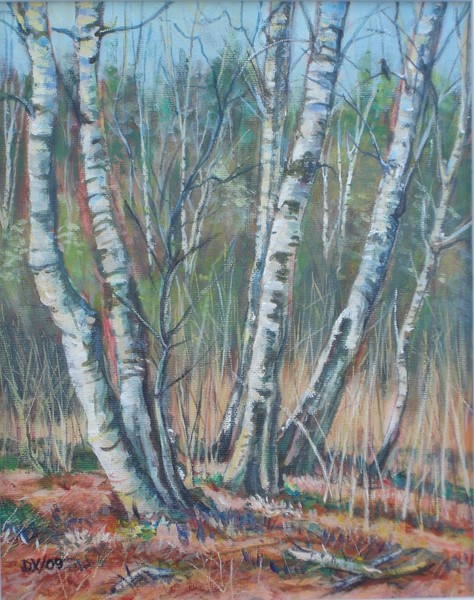 Birch trees in Spring