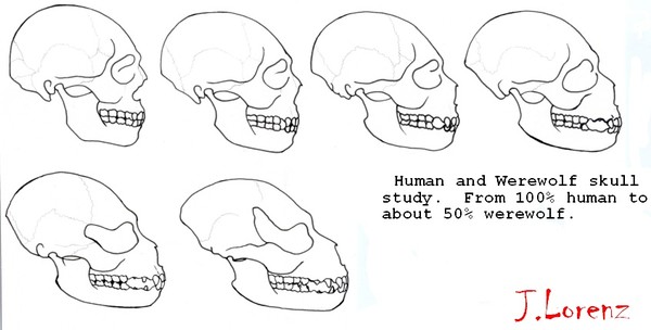 Human to Werewolf Skull Comparison