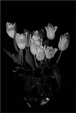 Tulips-005