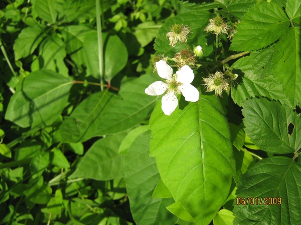 Little White Flower