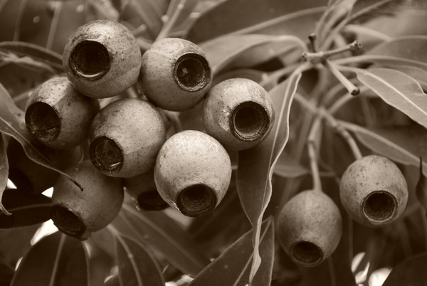Gumnuts in Sepia
