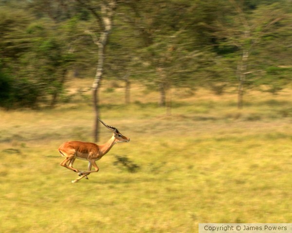 Impala Running