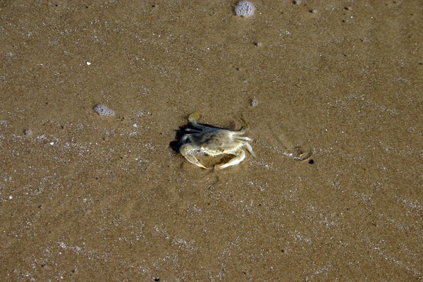 Crab blowing bubbles on the beach
