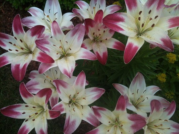 Lilies