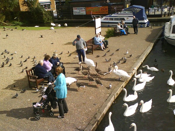 Feeding time for the swans.