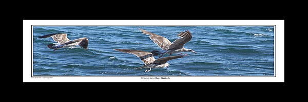 DSCF4775 “3 Seagulls” 12x36