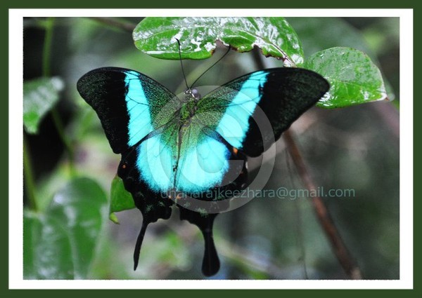 Papilio buddha  (Malabar Banded Peacock)