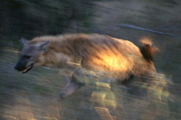 Running Hyena 