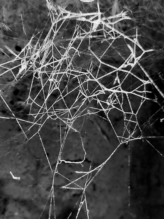 Elegant spiderweb