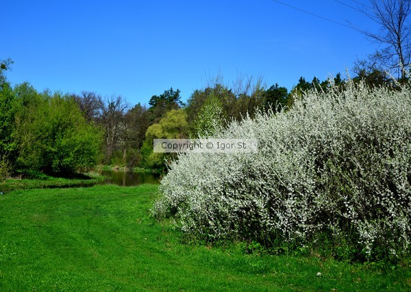 river, flowers, meadow, grass, water