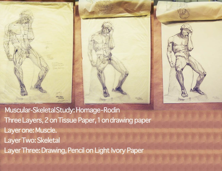 Rodin Muscle Skeleton drawing of different muscles TRIO