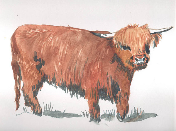 Millie the Scottish Highland Cow
