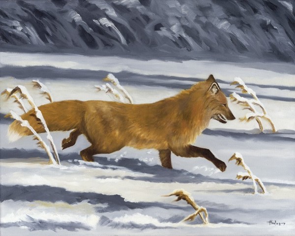 On The Run - Red Fox