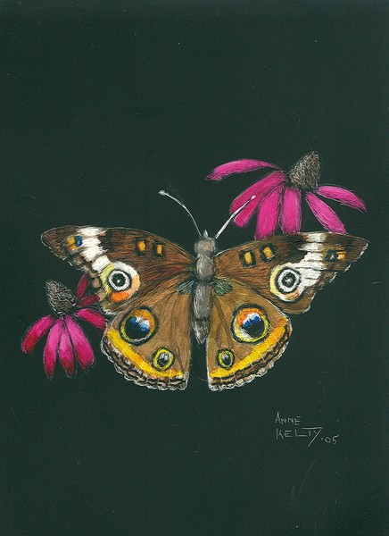 butterfly with cone flowers