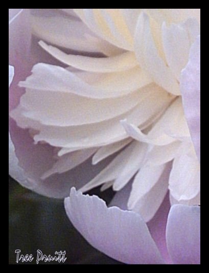 World of Peony