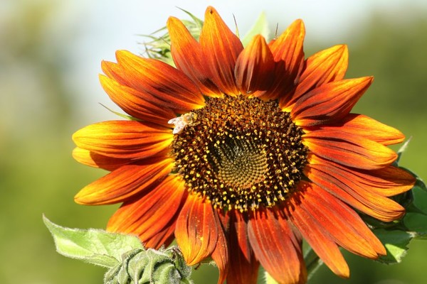 Orange Sunflower