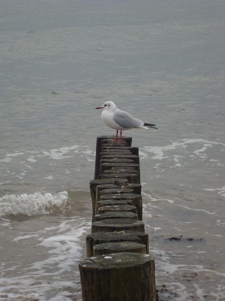 Sea And The Gulls