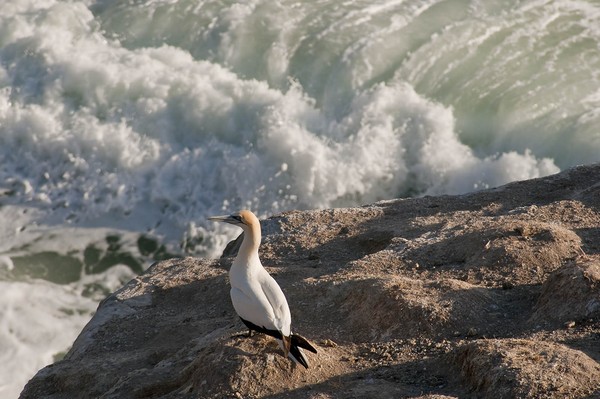 the lone gannet