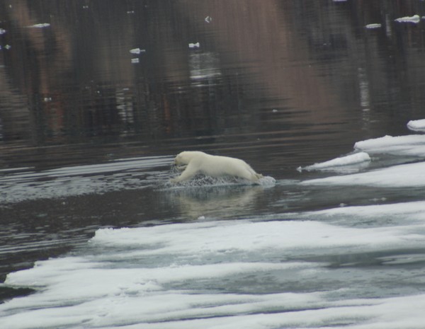 Diving polar  bear