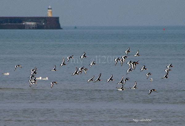 Oyster Catchers in Flight