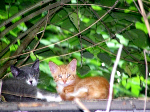 2 farm kittens
