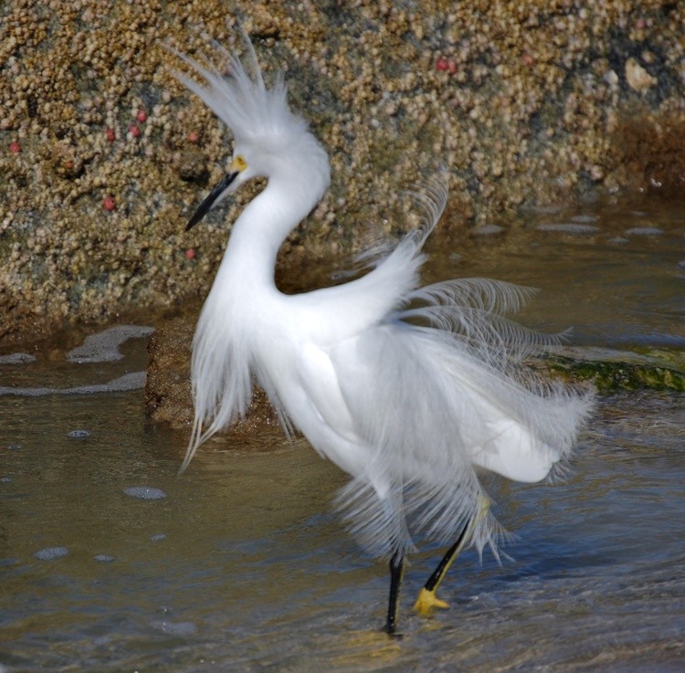 Snowy Egret