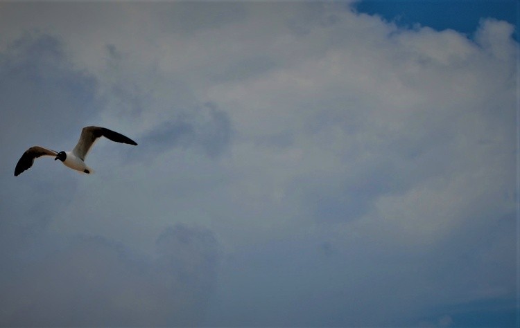 A Gull in flight