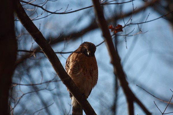 Red Tailed Hawk